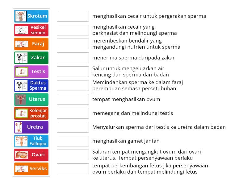 Fungsi Organ Pembiakan Manusia Match Up