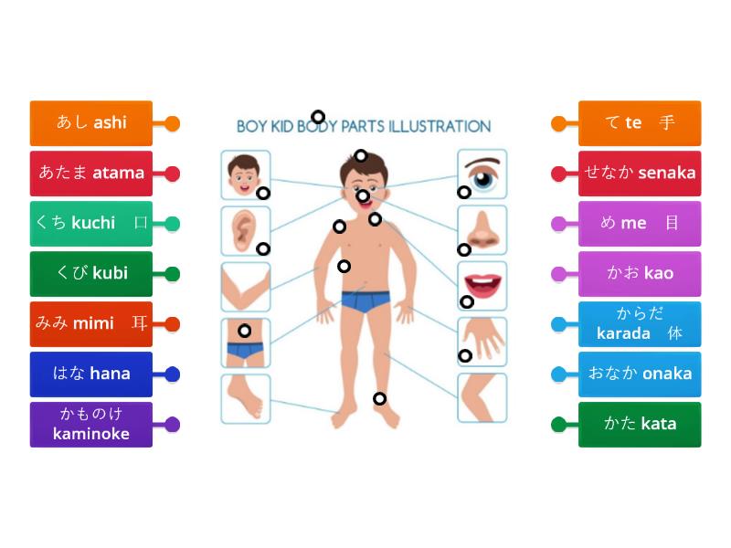 Body Parts Diagrama Con Etiquetas