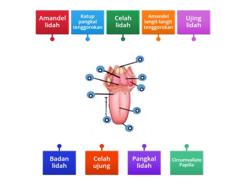 Bagian Bagian Lidah Diagrama Con Etiquetas