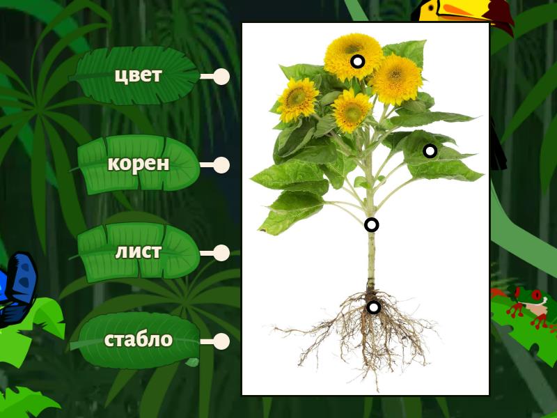 Делови биљака Дијаграм са ознакама