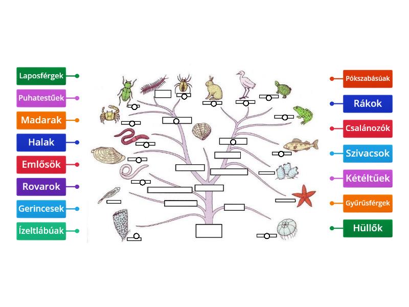 Umfassende Systematik Der Tiere Labelled Diagram