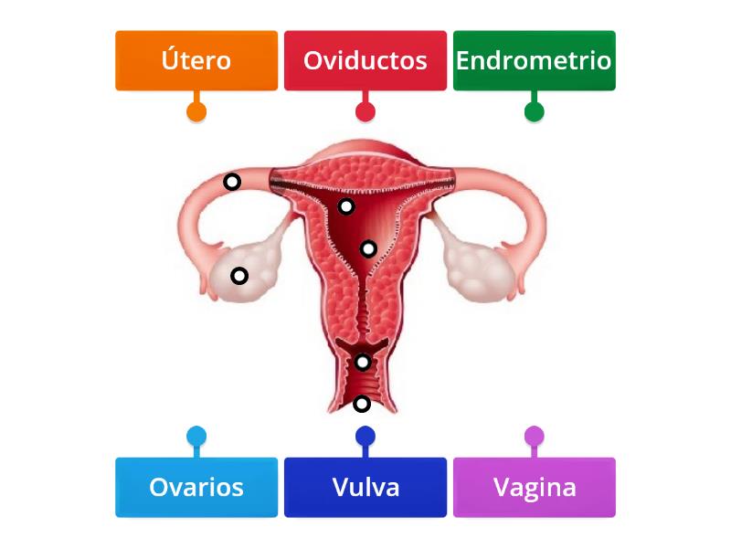 Estructuras Del Sistema Reproductor Femenino Labelled Diagram