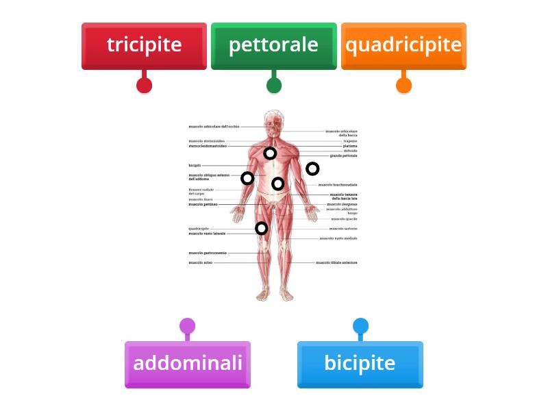 I Muscoli Del Corpo Labelled Diagram