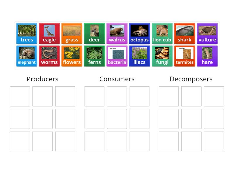 Are They Producers Consumers Or Decomposers Group Sort