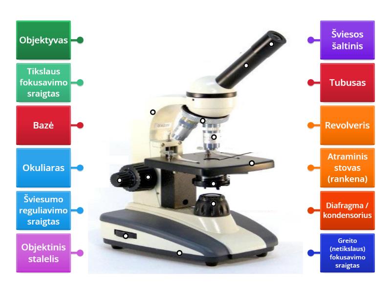Mikroskopas Labelled Diagram