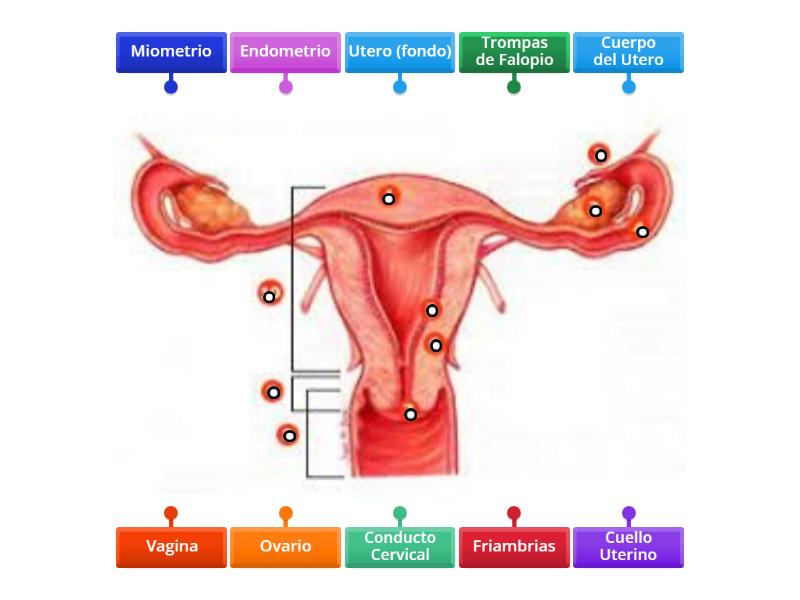 Organos Interno Y Externos Del Sistema Reproductor Femenino Labelled