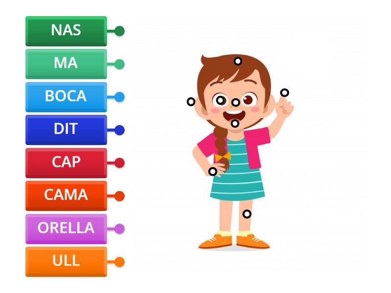 Les Parts Del Cos Diagrama Con Etiquetas