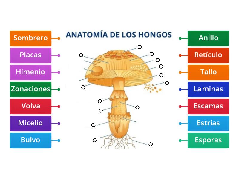 Partes De Un Hongo Labelled Diagram