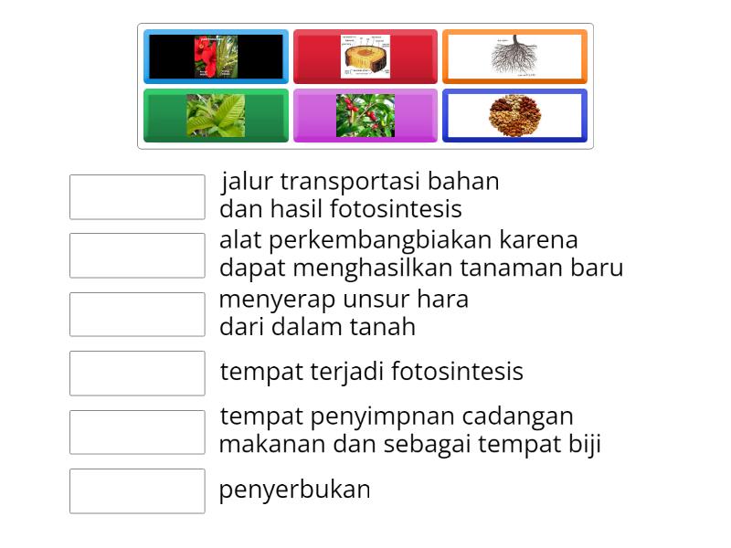 Bagian Tumbuhan Dan Fungsinya Match Up