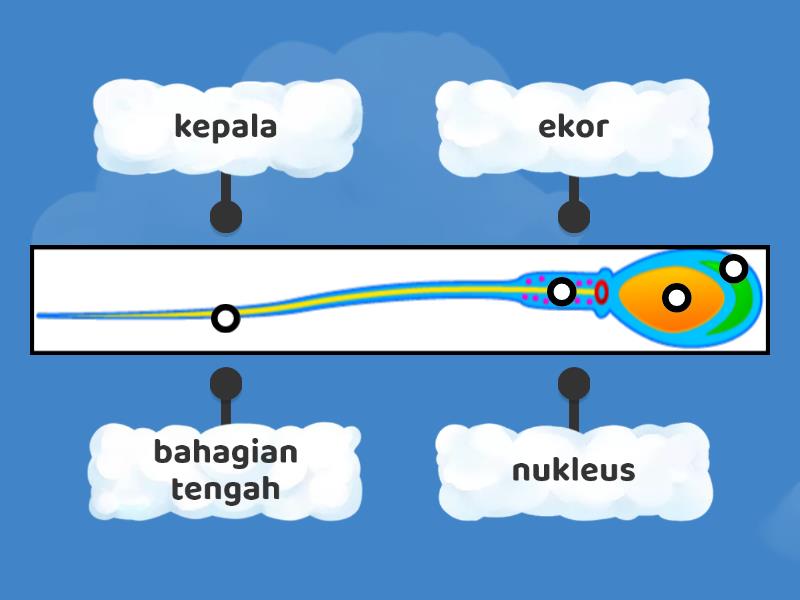 Sperma Labelled Diagram