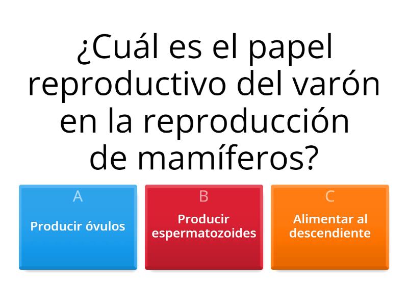 Aparato Reproductor Masculino Quiz