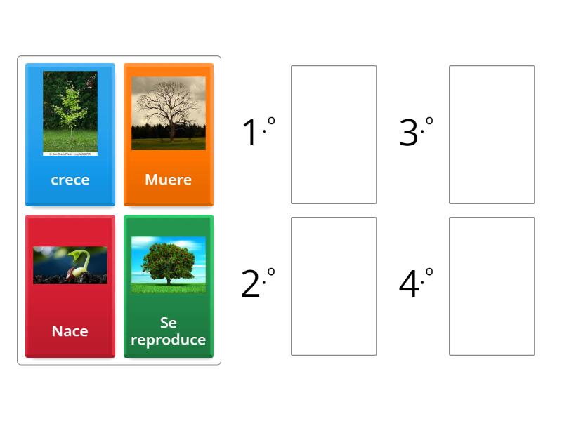 O Grado Ciclo De Vida Una Planta Rank Order