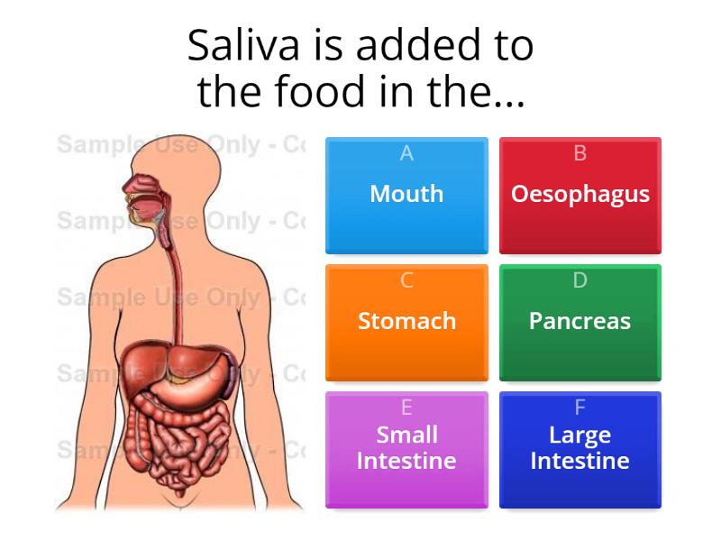 Digestion And Biological Molecules Quiz