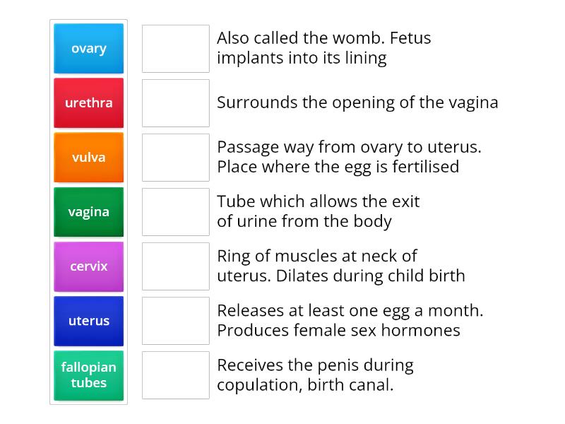 Female Reproductive System Match Up