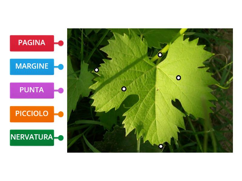 LE PARTI DELLA FOGLIA Labelled Diagram