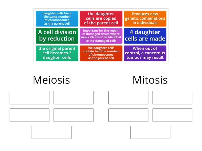 Mitosis Vs Meiosis Ordenar Por Grupo