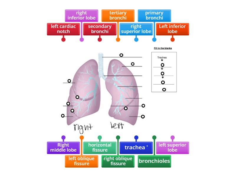 Fig 22 13 Lungs Labelled Diagram