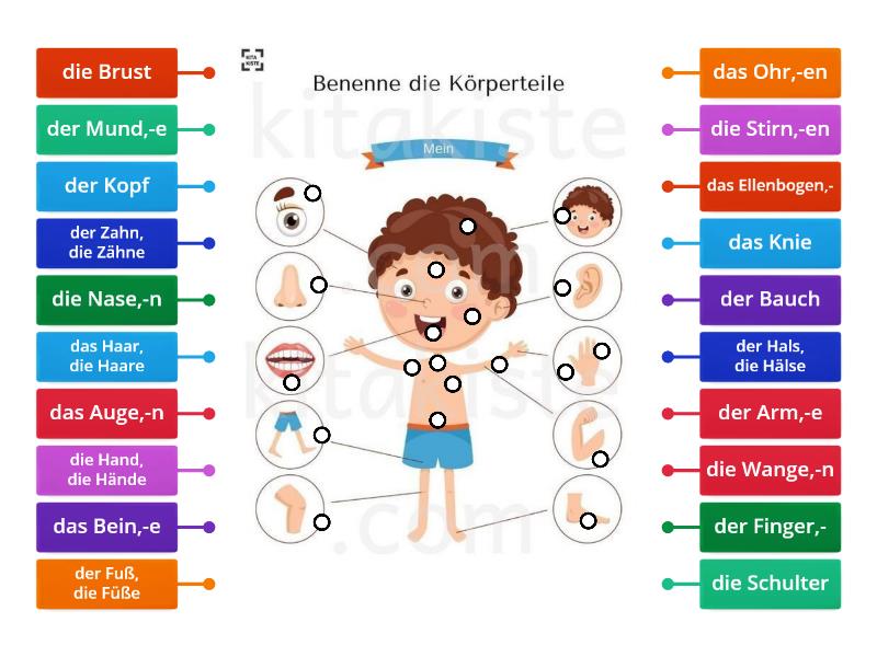 Der Körper Körperteile Beschriftetes Diagramm