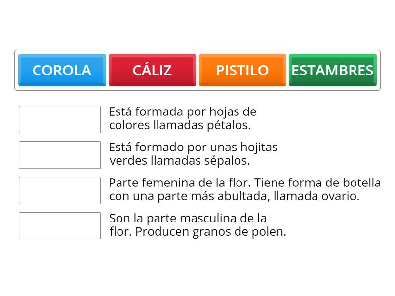 Las Plantas Partes De La Flor Match Up