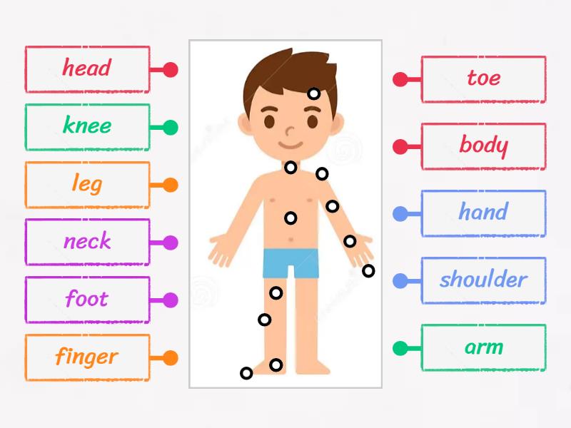 Body Parts Labelled Diagram