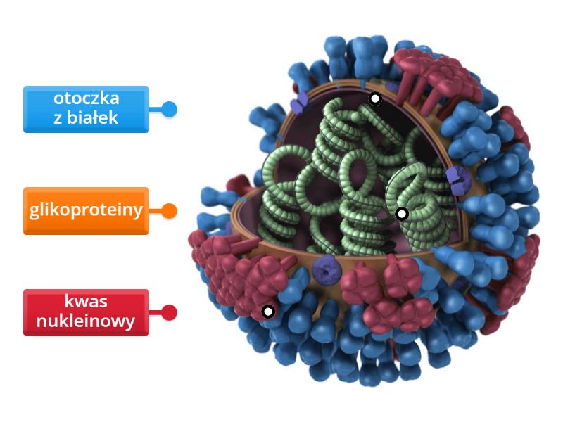 Budowa Wirusa Labelled Diagram