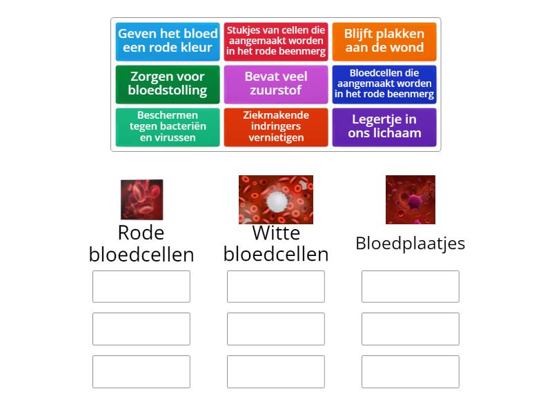 Samenstelling Van Het Bloed Group Sort