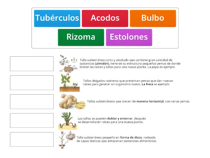 Reproducción asexual Une las parejas