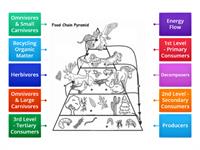 Food Chain - Energy Pyramid