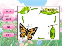 Butterfly Life Cycle (Grade 2 Science)