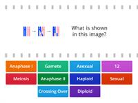 Meiosis 