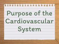 Cardiovascular System