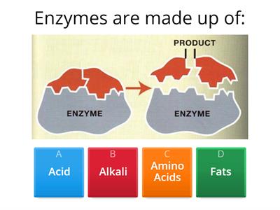 digestive enzymes quiz