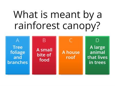 Rainforest Q