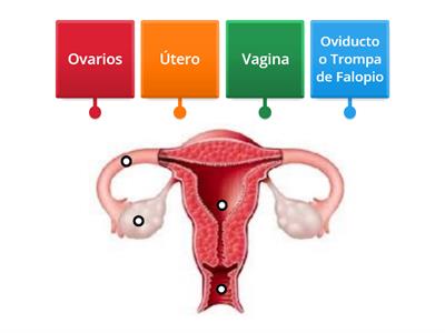 Sistema reproductor femenino,c. naturales 6º básico