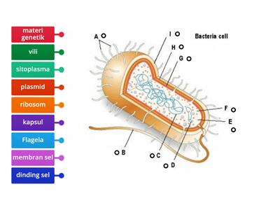 Struktur Bakteri