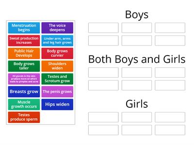 Changes during puberty