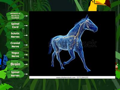 Name Me! One More Time (Animal Nervous System) 