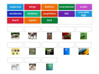 amphibians, reptiles, fish, vertebrates and invertebrates