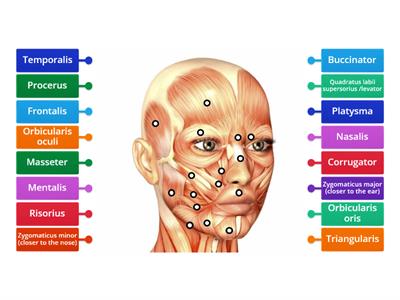Muscles of the face - Formative assessment
