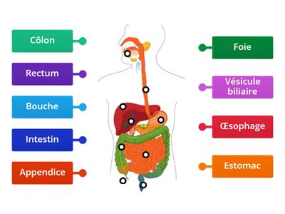Anatomie système digestif