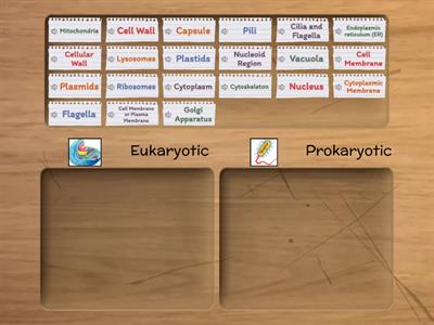 Types of Cell 