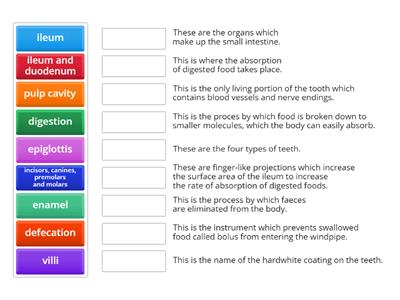 Y8_Digestive system - functions