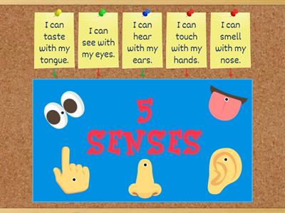 FIVE SENSES 