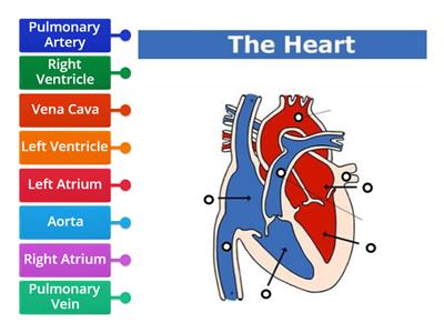 Nat 5 2.2 Diagram of The Heart