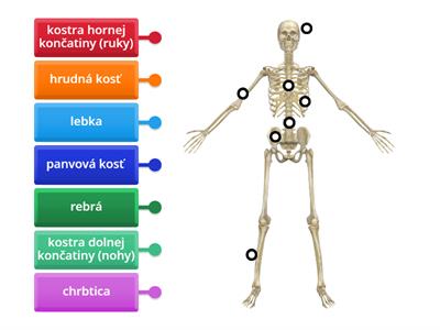 Kostra človeka