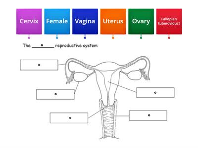 Female reproductive system word wall