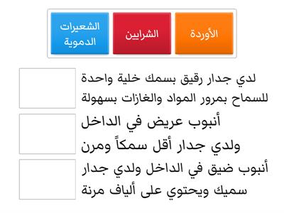 تراكيب الأوعية الدموية