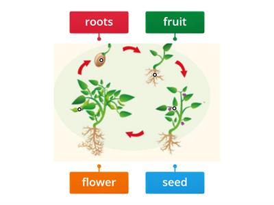 Plant life cycle