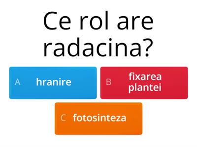 circulatia la plante