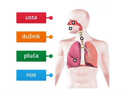 Organi za disanje